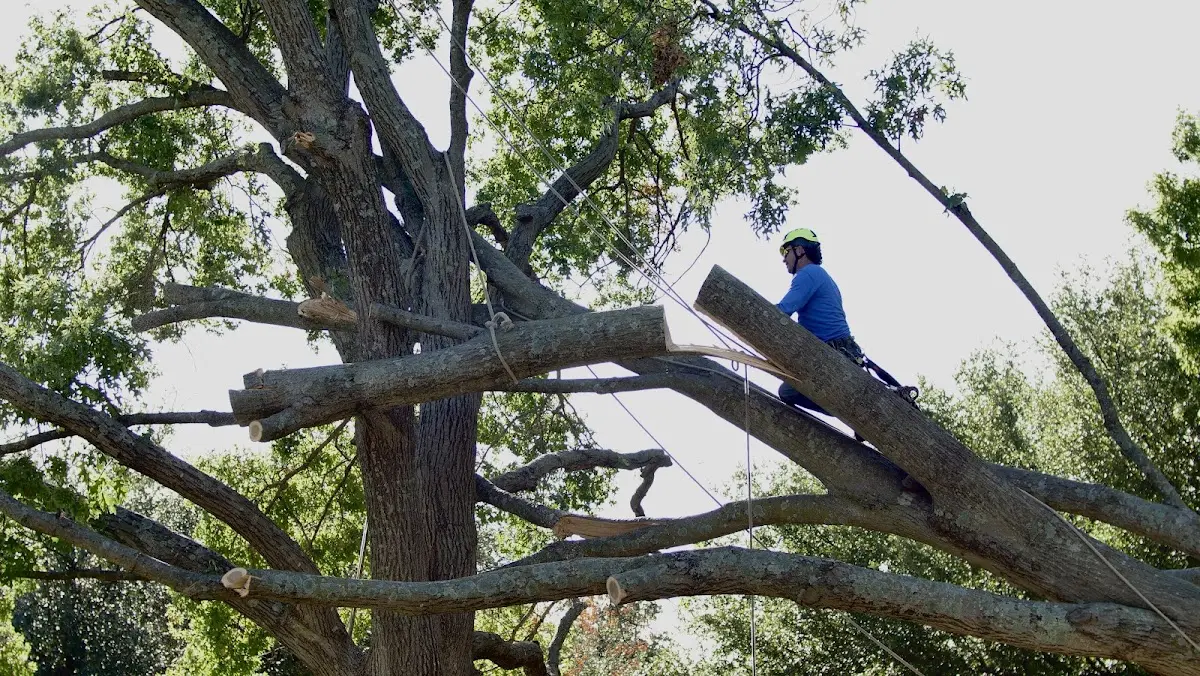 Professional Hazardous Tree Removal performed by certified arborists in Guerra